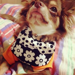 chicchi315さんの作品