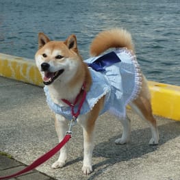 柴犬マイアさんの作品