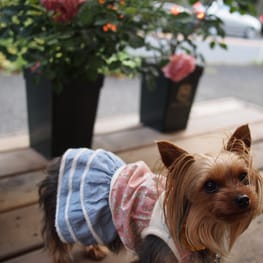 やすべえさんの作品