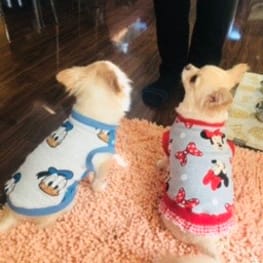 こたまめさんの作品