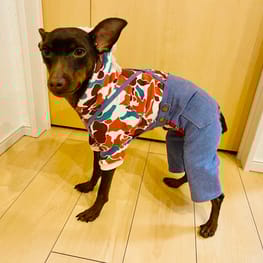 ノラあざらしさんの作品