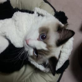 usakorinさんの作品