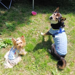 こたさんの作品