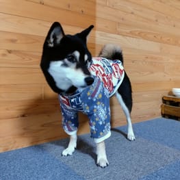 犬服ハンドメイド 胸あてニット生地