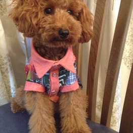 カペルさんの作品