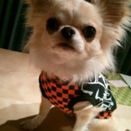 yunafuchiさんの作品