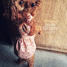 パコさんの作品