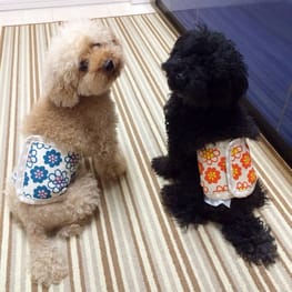 ちょここさんの作品