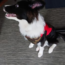 ぱんだ。さんの作品