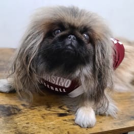 おとしらママさんの作品