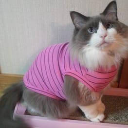 usakorinさんの作品