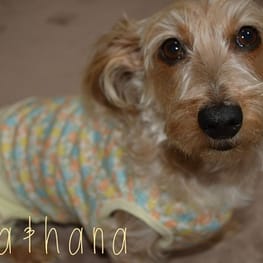 ひなはなさんの作品