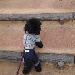 ちえぞうさんの作品