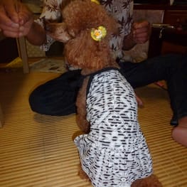 ちみこママさんの作品