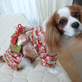 しまゆさんの作品