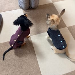 コテちゅさんの作品