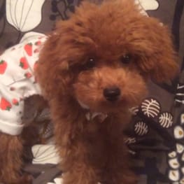 よったんさんの作品