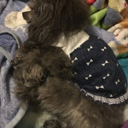 ronaelさんの作品