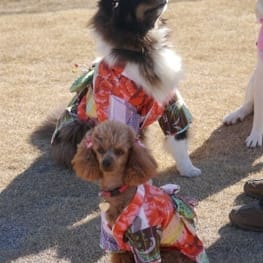 ちみこママさんの作品