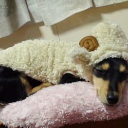 mamehanasoraさんの作品