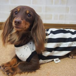 mamehanasoraさんの作品