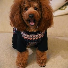 ganmoslabさんの作品