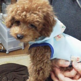 Poohママさんの作品