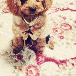 パコさんの作品