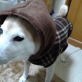 ごみさんの作品