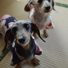 ひなはなさんの作品