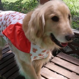 メグやんさんの作品