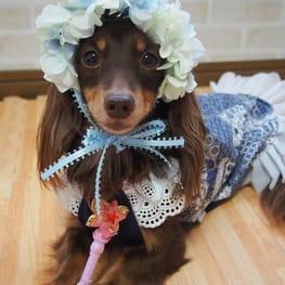 mamehanasoraさんの作品