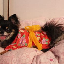 さっちんさんの作品