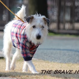 wankokoさんの作品