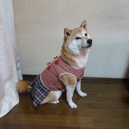 柴犬マイアさんの作品