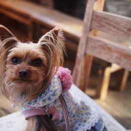 やすべえさんの作品