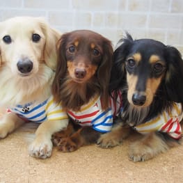 mamehanasoraさんの作品