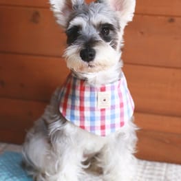 *choco-iris*さんの作品