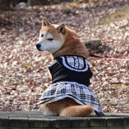 柴犬マイアさんの作品