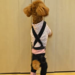 カペルさんの作品