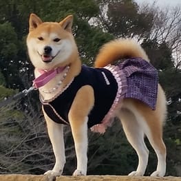 柴犬マイアさんの作品