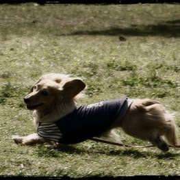 Linneさんの作品