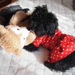 ちえぞうさんの作品