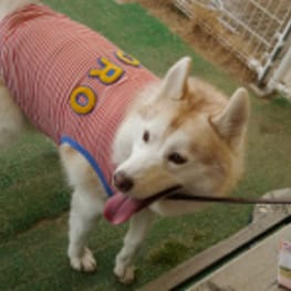 ちみこママさんの作品