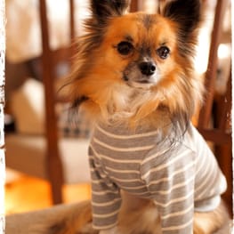 Linneさんの作品