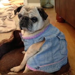 Peasnatchさんの作品