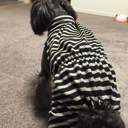 Cocoにゃんままさんの作品