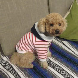 リンゴさんの作品