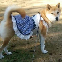 柴犬マイアさんの作品