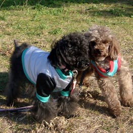 ハッピーパパさんの作品